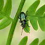 Beetle on fern
