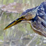 Bittern