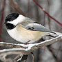 Chickadee