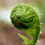 Fern
