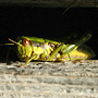 Grasshopper