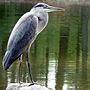 Heron