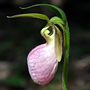 Lady slipper