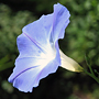 Morning glory