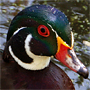 Wood duck